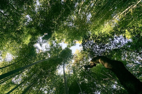 竹笋炒肉的做法，香嫩爽口，不可错过