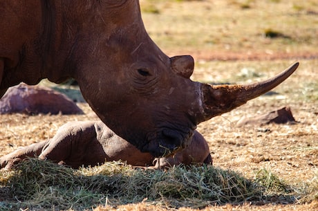 初学者如何入门 Rhino：犀牛教程