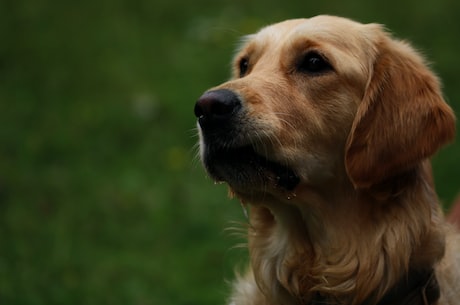 惊艳宠物界的明星：金毛犬图片欣赏