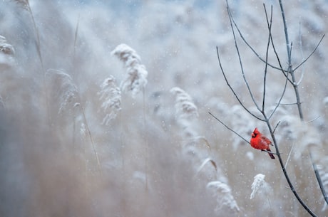 北冥雪：神秘的高山花