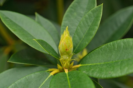 杜鹃花养殖，如何管理杜鹃花？